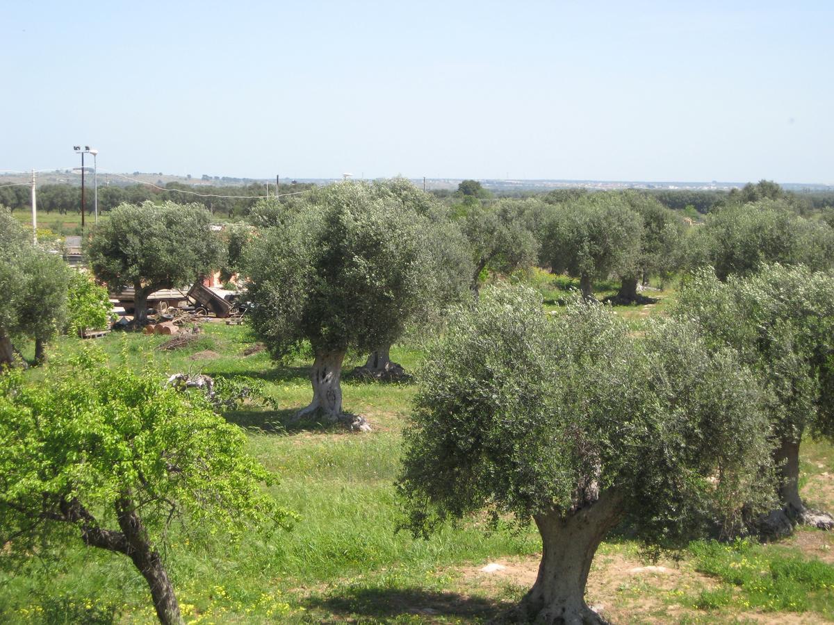 Il Sorriso B&B Pulsano Esterno foto